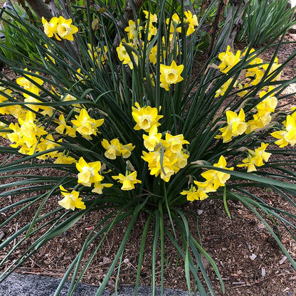 Intrigue Jonquilla Daffodil