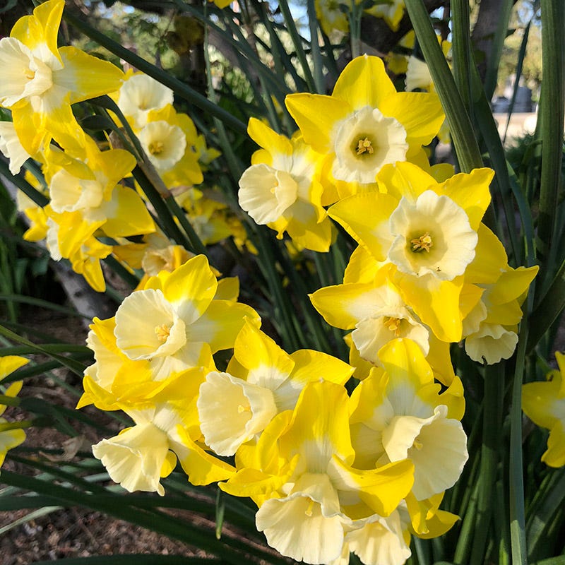 Intrigue Jonquilla Daffodil