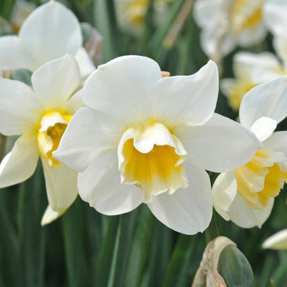 Sweet Love Daffodil