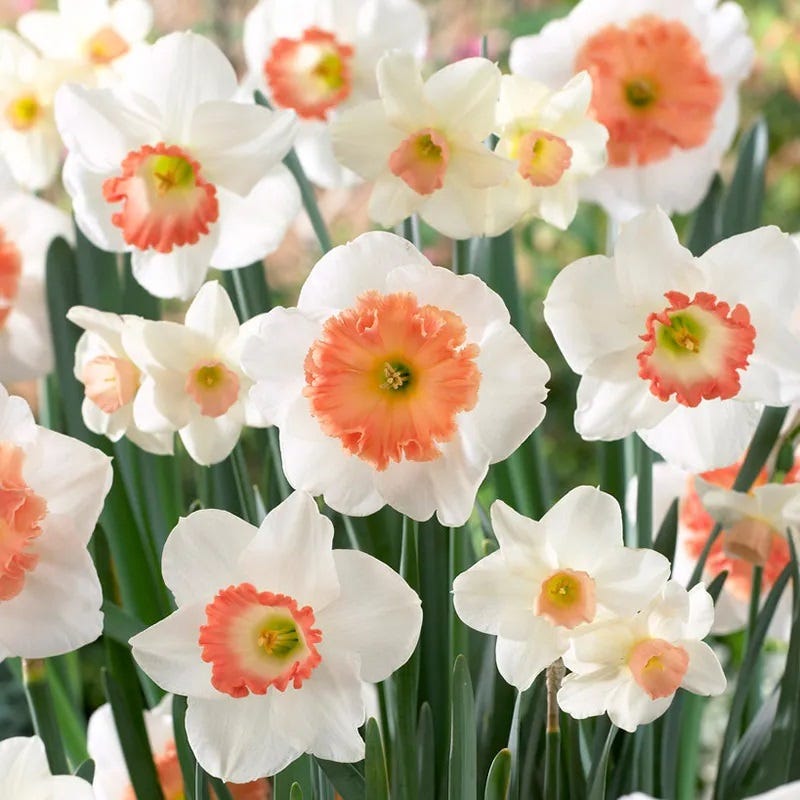 Pink Large Cupped Daffodil Mix