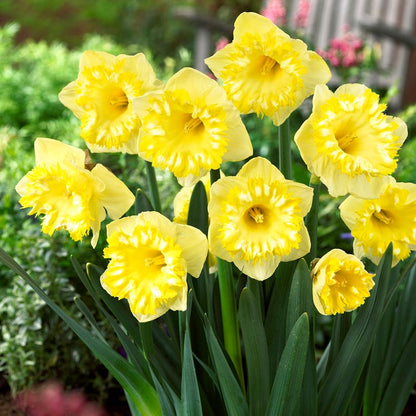 Snowtip Large Cupped Daffodil