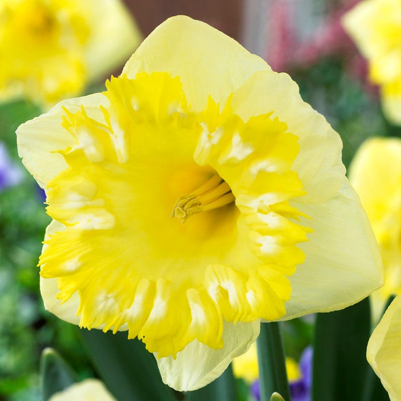 Snowtip Large Cupped Daffodil