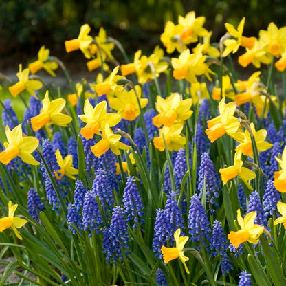 Jetfire Miniature Daffodil