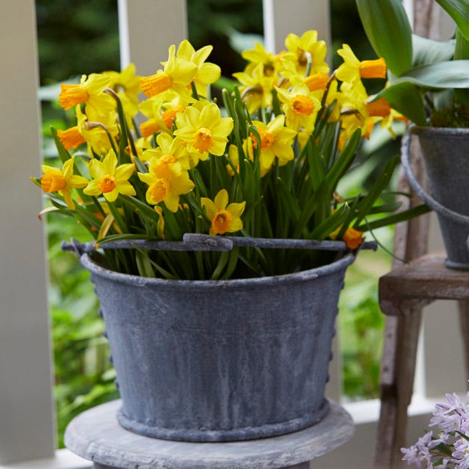 Jetfire Miniature Daffodil