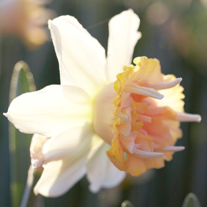 Petit Four Double Daffodil