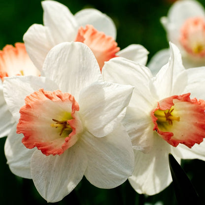Pink Charm Large Cupped Daffodil