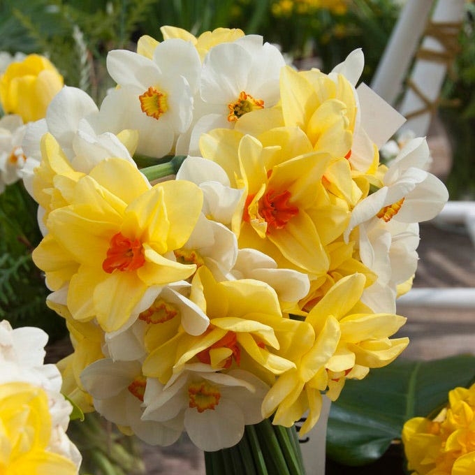The Poet's Daffodil Actaea