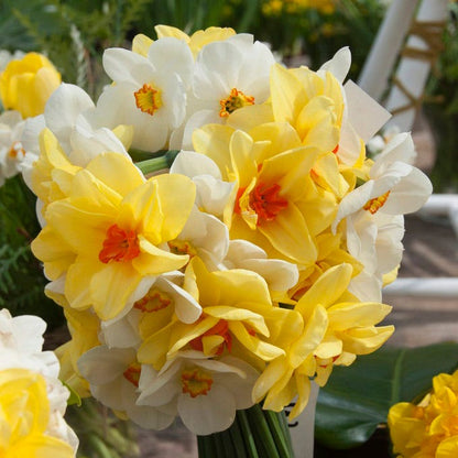 The Poet's Daffodil Actaea