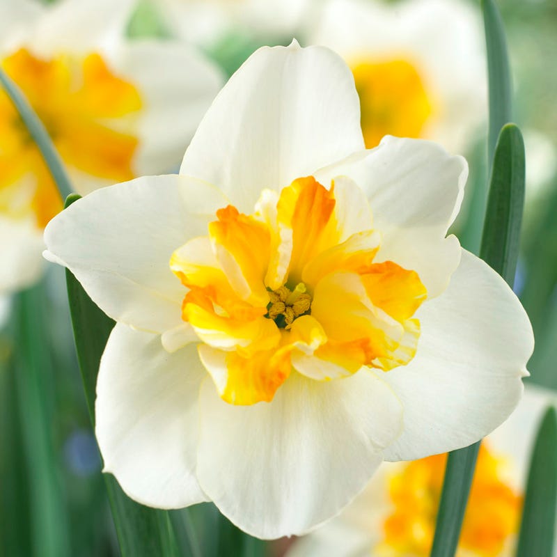 Sorbet Daffodil