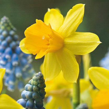 Tete-a-Tete Miniature Daffodil