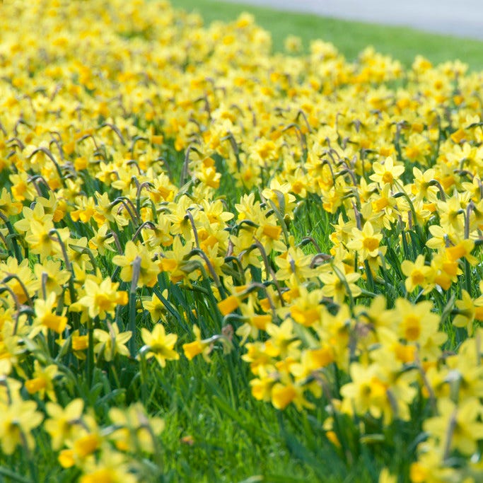 Tete-a-Tete Miniature Daffodil, Narcissus | American Meadows