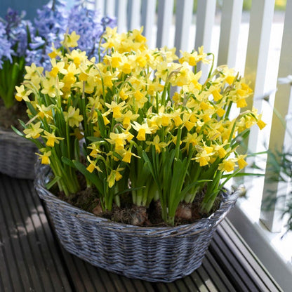 Tete-a-Tete Miniature Daffodil