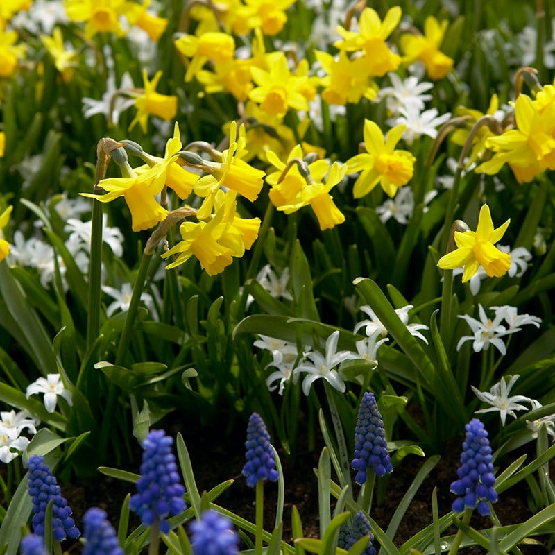 Tete-a-Tete Miniature Daffodil, Narcissus | American Meadows