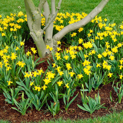 Tete-a-Tete Miniature Daffodil