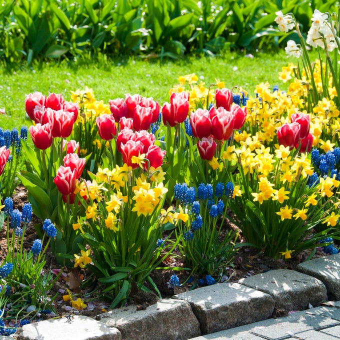 Tete-a-Tete Miniature Daffodil, Narcissus | American Meadows