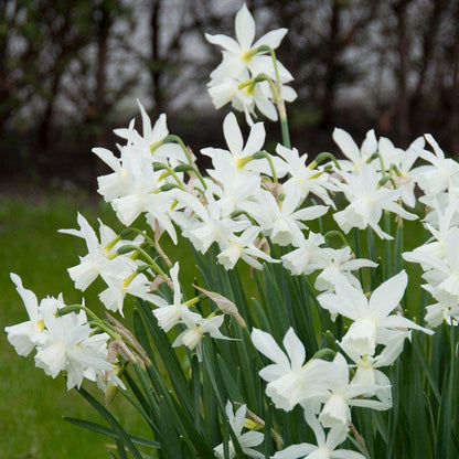 Blushing Daffodil Flower Bulb Collection