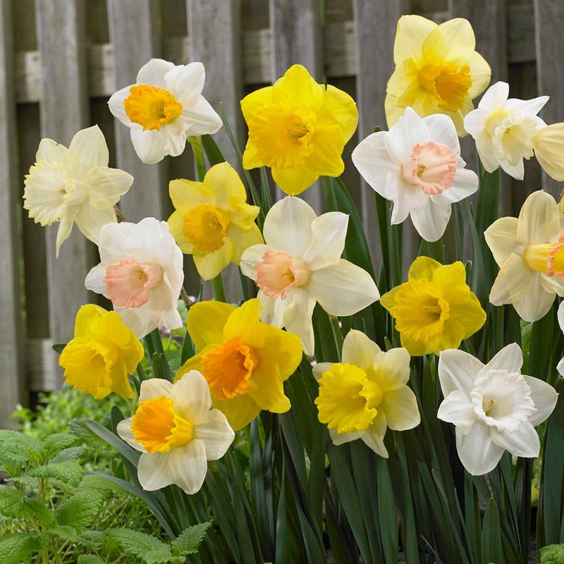 Trumpet Daffodil Mix