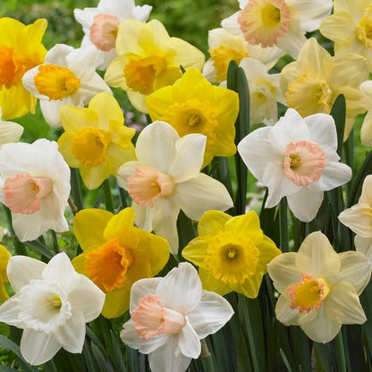 Trumpet Daffodil Mix