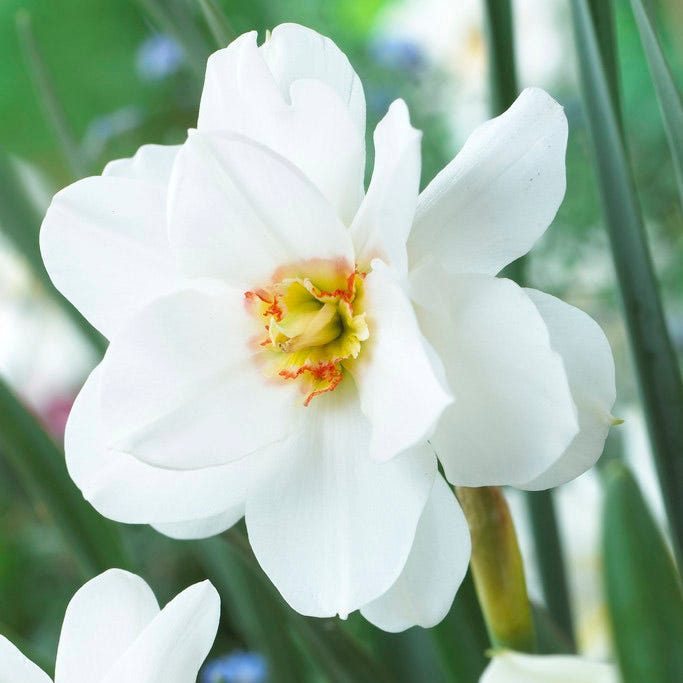 Double Poet's Daffodil