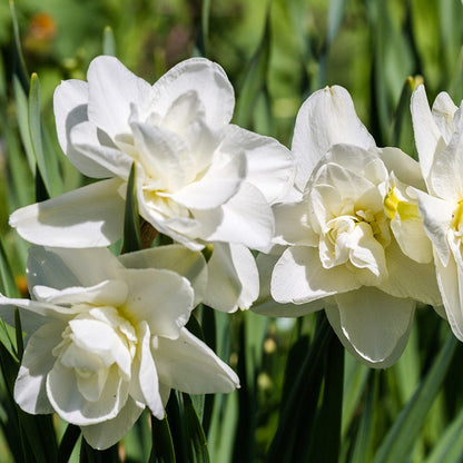Double Poet's Daffodil
