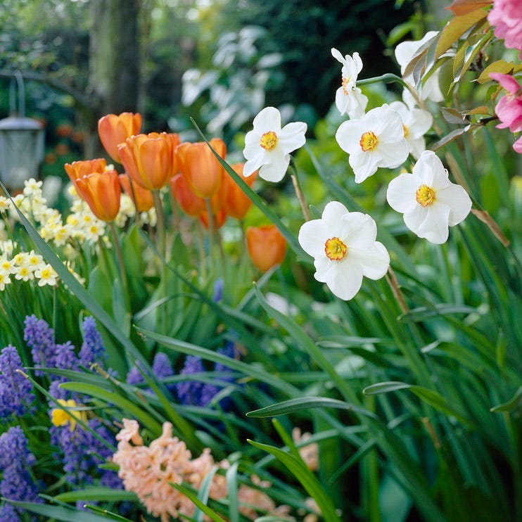 The Poet's Daffodil Actaea
