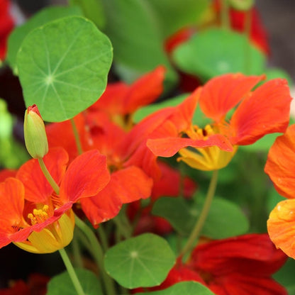 Nasturtium Seeds