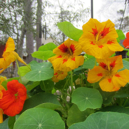Tom Thumb Dwarf Nasturtium Seed Mix