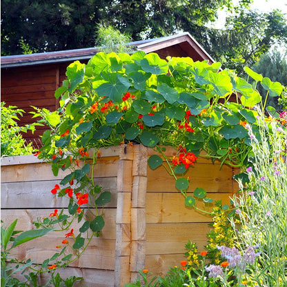 Beneficial Bounty Seed Collection