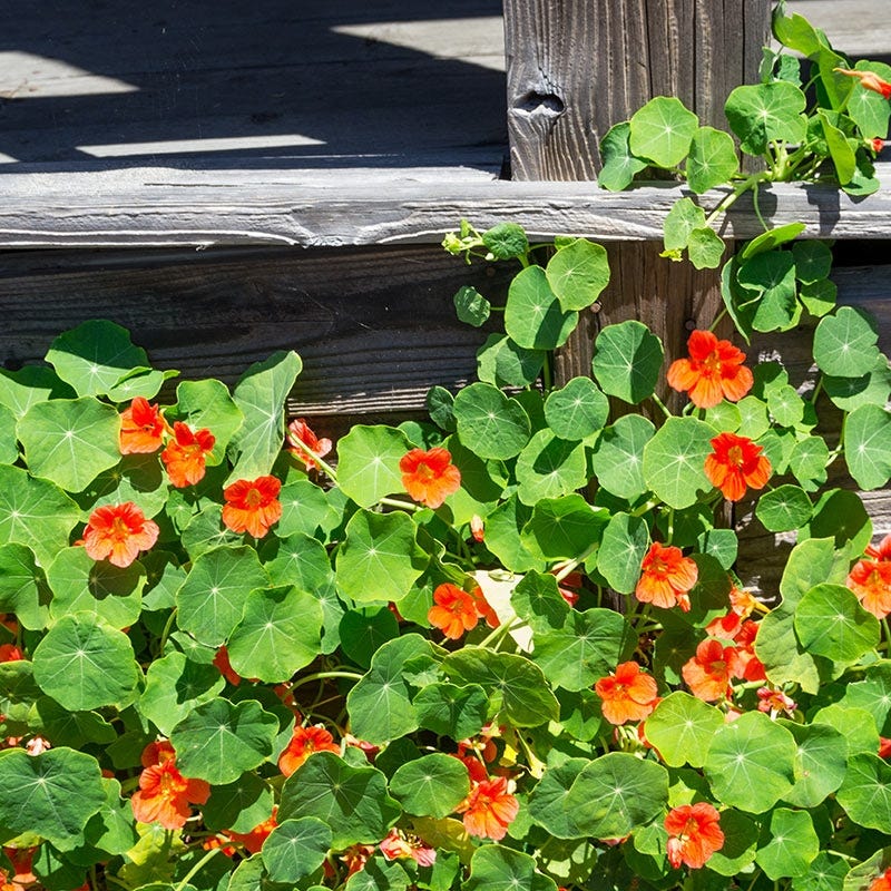 planting nasturtium seeds outdoors Nasturtium Seeds, Tropaeolum majus