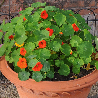Tom Thumb Dwarf Nasturtium Seed Mix