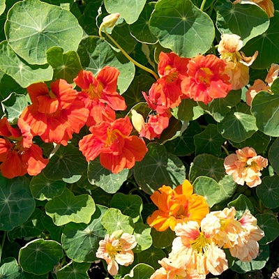 Organic Dwarf Nasturtium Seeds Jewel Mix