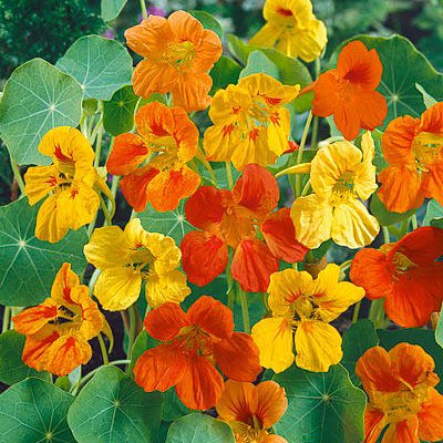 Organic Dwarf Nasturtium Seeds Jewel Mix
