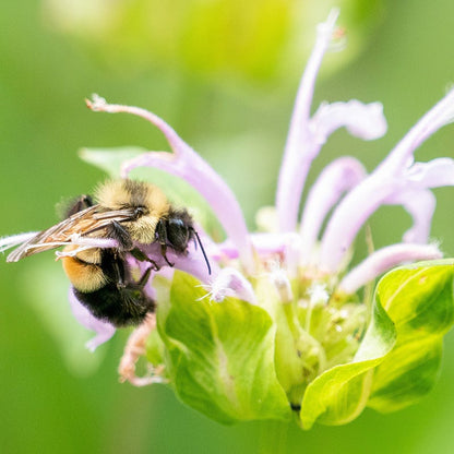 Native Bee Banquet Wildflower Seed Mix