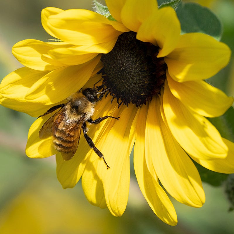 wildflower seed mix for honey bees Native Bee Banquet Wildflower Seed Mix