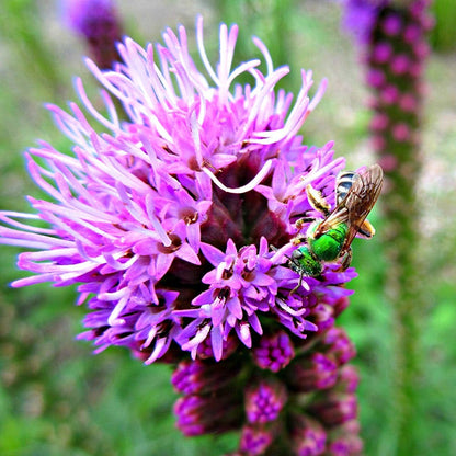 Native Bee Banquet Wildflower Seed Mix