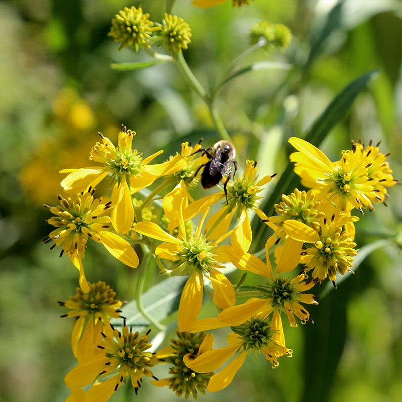Native Bee Banquet Wildflower Seed Mix
