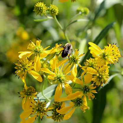 Native Bee Banquet Wildflower Seed Mix