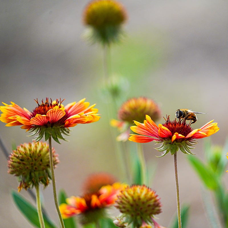 bee mix flower seeds Native Bee Banquet Wildflower Seed Mix