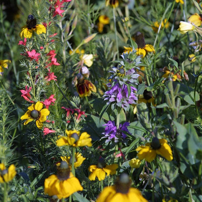 Native Midwest Wildflower Seed Mix