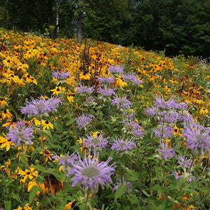 Native Northeast Wildflower Seed Mix|Native Northeast Wildflower Seed Mix 