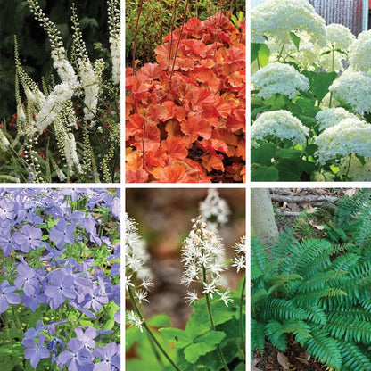 Native Shade Plant Collection