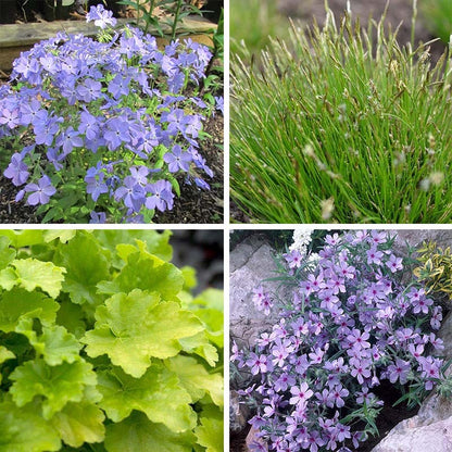 Native Shade Low Grow Plant Collection