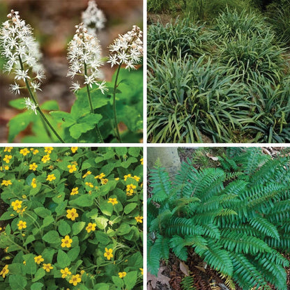 Native Shade Tapestry Lawn Plant Collection