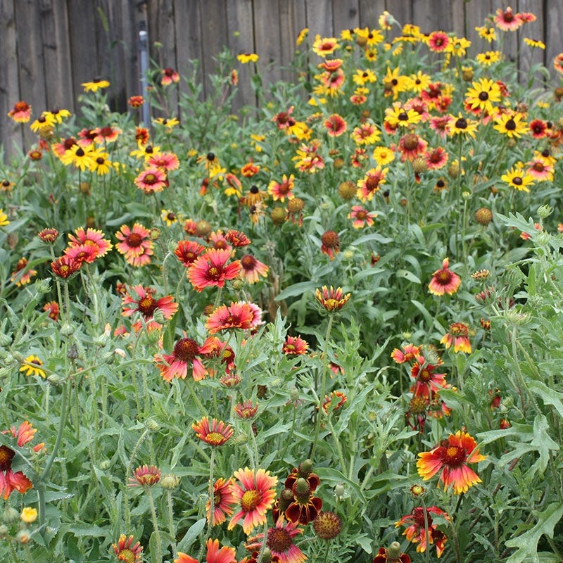 southeast native wildflower seeds Native Southeast Wildflower Seed Mix