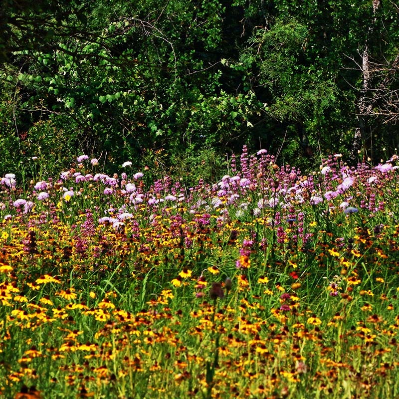 Native Woodland Edge Wildflower Seed Mix | American Meadows