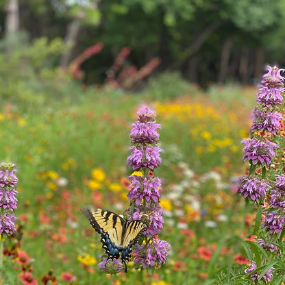 Native Woodland Edge Wildflower Seed Mix