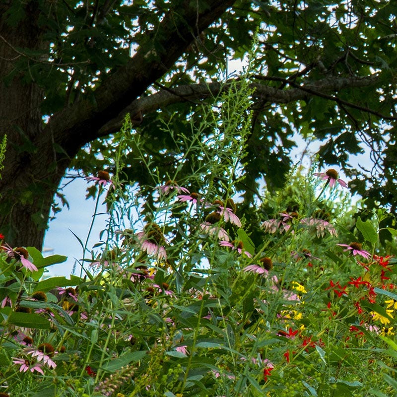 Native Woodland Edge Wildflower Seed Mix | American Meadows