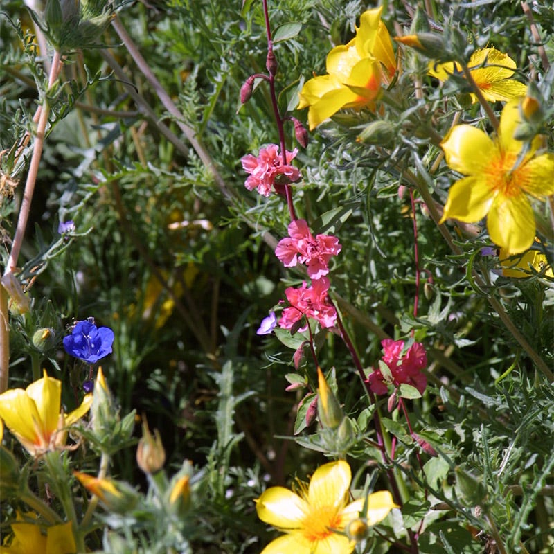 Native Southwest Wildflower Seed Mix