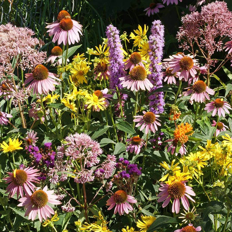 The Monarch Highway Native Wildflower Seed Mix