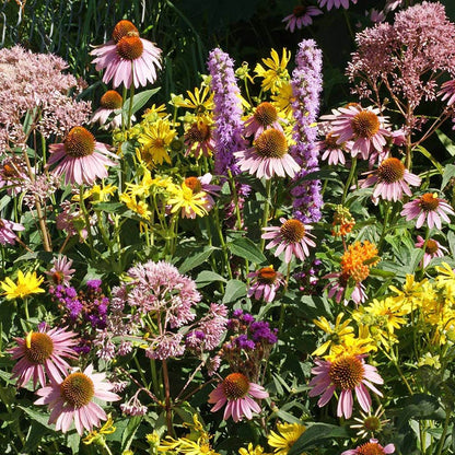 The Monarch Highway Native Wildflower Seed Mix